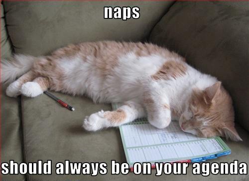 cat nap.jpg