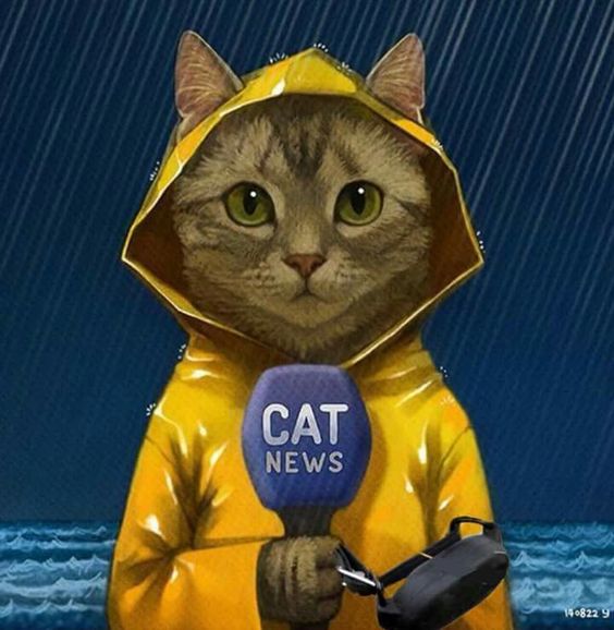 cat news.jpg