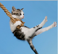cat on a swing.PNG