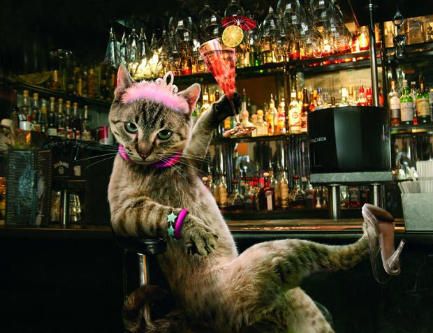 cat partying.jpg