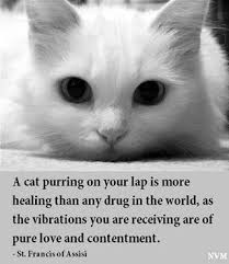 cat purr best medicine.jpeg