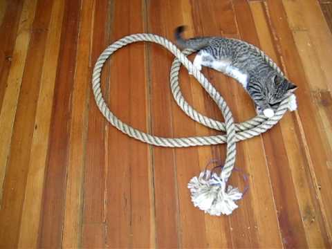 cat ropes.jpeg