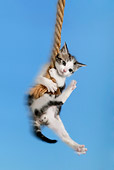 CAT-ropes.JPG