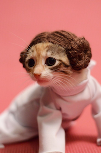 Cat star wars.png