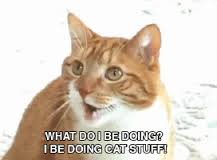 cat stuff.jpeg