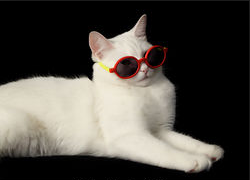 cat wearing sunglasses.PNG