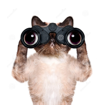 cat with binoculars (Custom).PNG