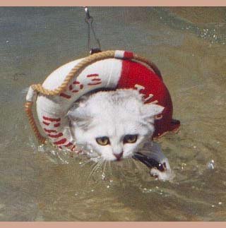 cat with life preserver.jpg
