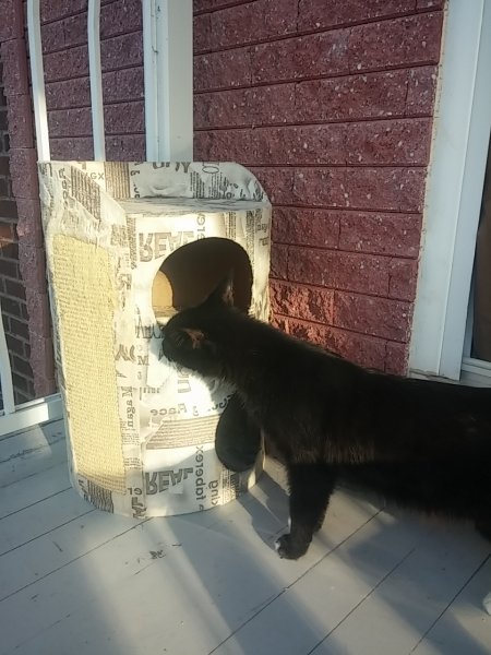 Catbox.jpg