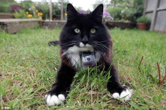 catcam.jpg