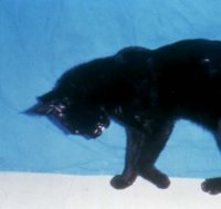 CatHKPP.jpg