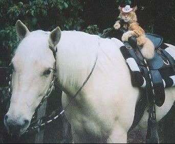 catonhorse.JPG