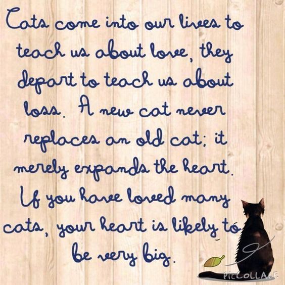 cats come into our life.jpg