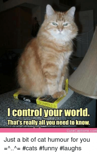 cats-controlyour-world-thats-reallyal-youneed-to-know-cute-captions-12216050.png