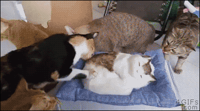 cats.gif