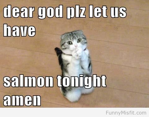 cats-prayers.jpg