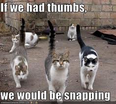 cats with thumbs.jpeg