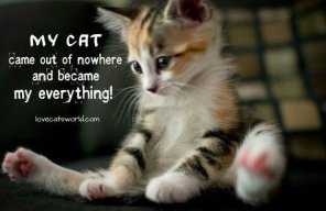 cats_change_everything_001.jpg