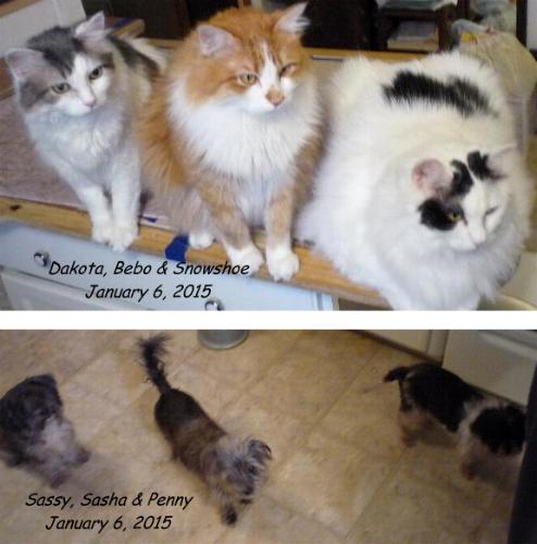 CatsDogsTreat5Jan15.jpg