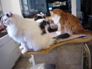 CatsIsland5Jan15.jpg