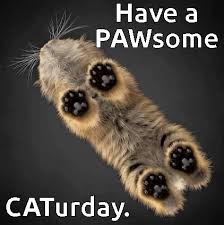 caturday2.jpg