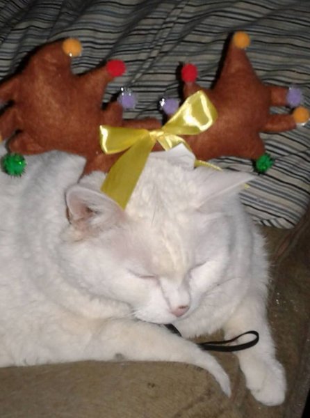 china christmas.jpg