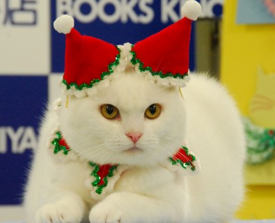 china in christmas outfit (Mobile).jpg