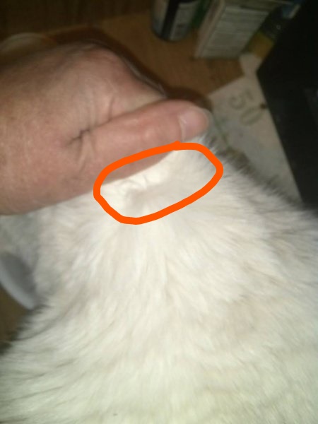 China skin roll method with circle.jpg