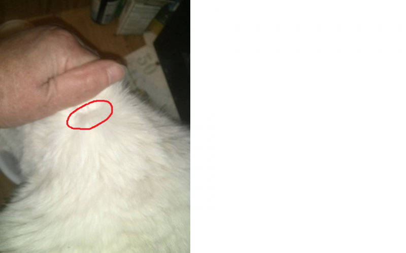 China skin roll with circle.png