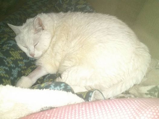 China sleeping with mama.jpg