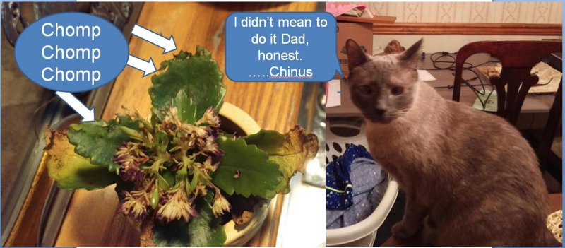 Chinus the plant chomper - 06-25-2018.JPG
