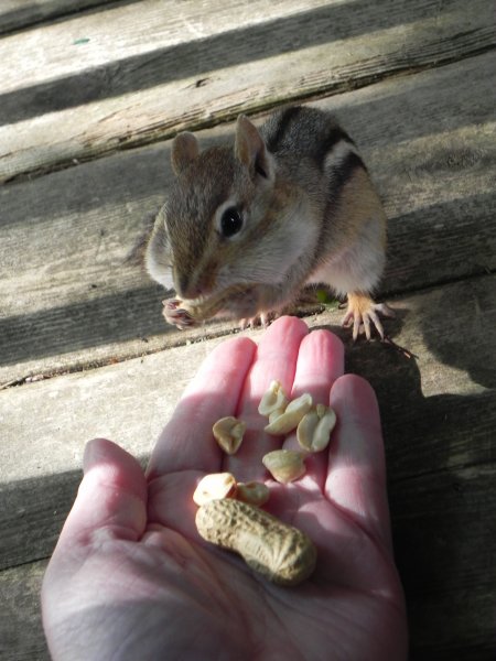 Chipmunk2.jpg