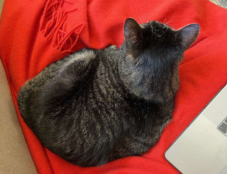 Chispa recovering.jpg