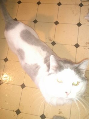 cleo-shaved.jpg