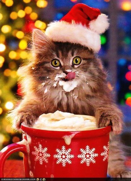 cmas kitty with mug.jpg