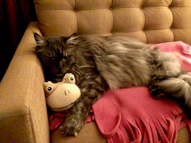 cole with stuffy.jpg