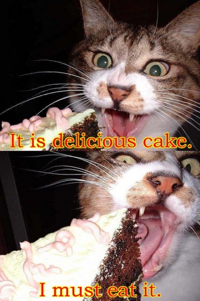 crazy cat cake eating.jpg