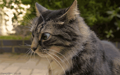 crazycat.gif