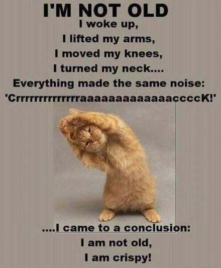 crispy-cat.jpg