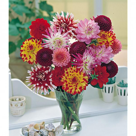 dahlias.jpg