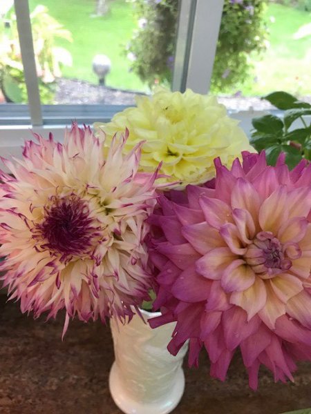Dahlias09232019.jpg