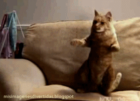 dancecatSofa.gif