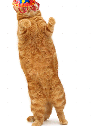 dancing cat!!.gif