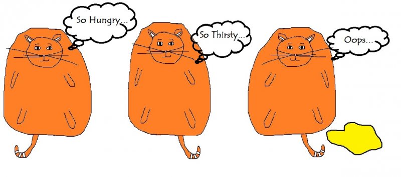 diabetic-cat.jpg