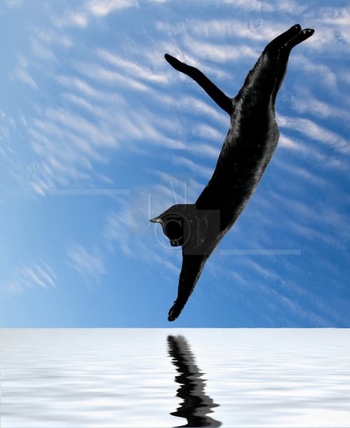 Dive-Day.jpg