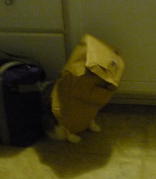 DocInSack28Aug17.jpg