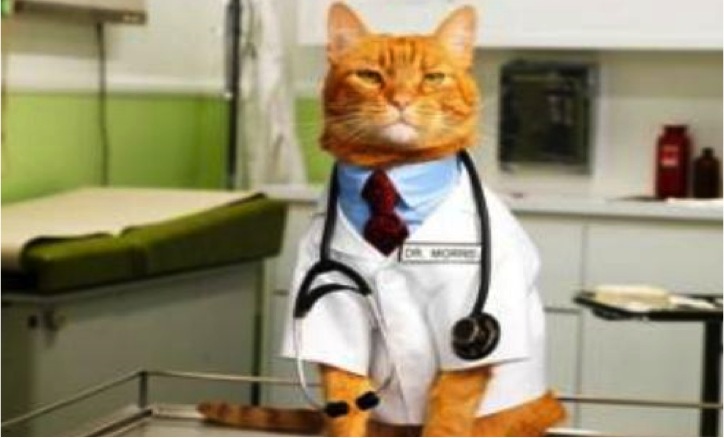 doctor-cat-caturday-cat-saturday.jpg