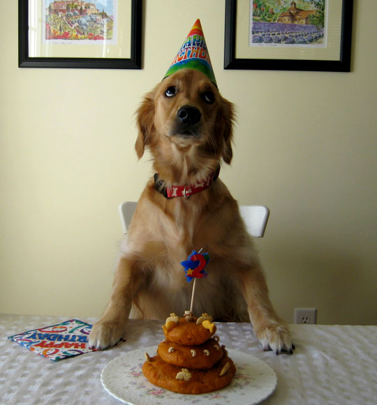Dog Birthday Funny.jpg