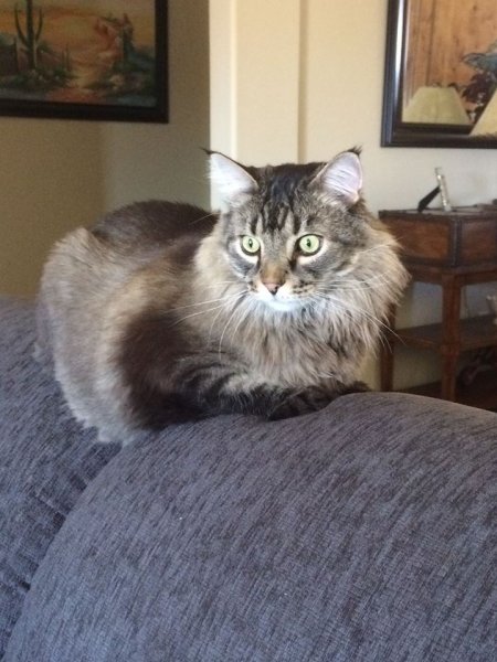 Doodles Jan 30 2015.jpg