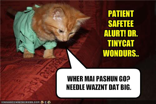 Dr Tiny Cat Big Needle.jpg